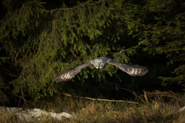 Strix Nebulosa Bagoly Terjed Skandináviában Észak Ázsia Észak Amerikában Gyönyörű — Stock Fotó