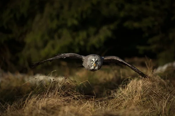 Nébuleuse Strix Chouette Est Répandue Scandinavie Asie Nord Amérique Nord — Photo