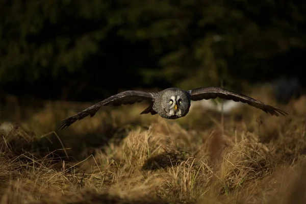 Nébuleuse Strix Chouette Est Répandue Scandinavie Asie Nord Amérique Nord — Photo