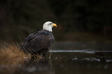 Haliaeetus leucocephalus. Kel kartal büyük bir Kuzey Amerika'da yaşayan yırtıcı kuş olduğunu. Bu ise bir sembol devlet Amerika Birleşik Devletleri'nin ulusal bir kuş. Kanada ve Alaska çoğunda bulunan.  