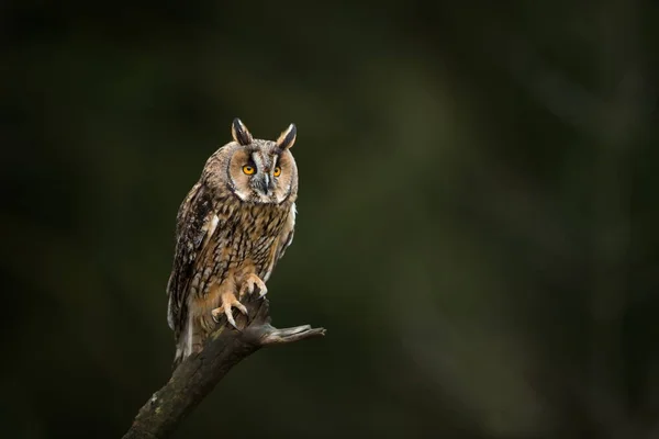 Asio Otus Ampliado Por Toda Europa Fotografado República Checa Vida — Fotografia de Stock