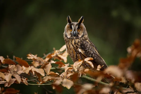 Asio Otus Élargi Dans Toute Europe Photographié République Tchèque Owl — Photo