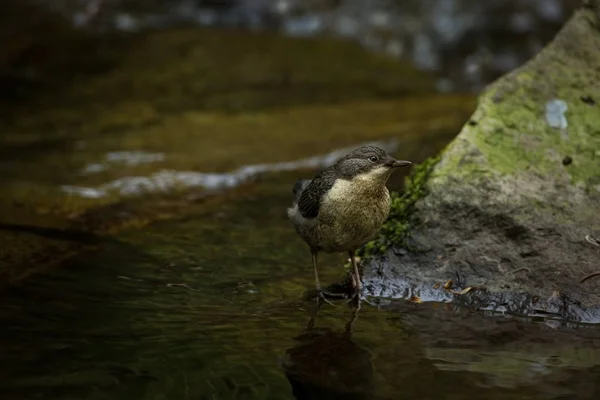 Cinclus Cinclus Photographié Tchèque Nature Sauvage Faune Flore Européennes Vie — Photo