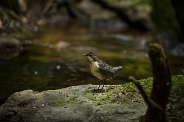 Cinclus Cinclus Fotografiado Checo Naturaleza Salvaje Vida Salvaje Europa Vida — Foto de Stock