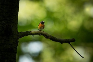 Phoenicurus phoenicurus. Çek Cumhuriyeti vahşi doğası. Ücretsiz doğa. Güzel resim. Kuş ve ağaç üzerinde. Bahar doğa. Kuş hayattan.