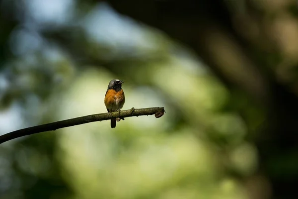 Phoenicurus Phoenicurus Natureza Selvagem República Checa Natureza Livre Bela Fotografia — Fotografia de Stock