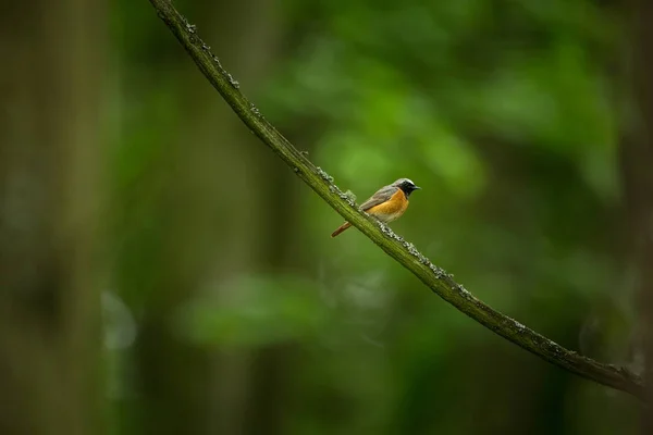Phoenicurus Phoenicurus Çek Cumhuriyeti Vahşi Doğası Ücretsiz Doğa Güzel Resim — Stok fotoğraf