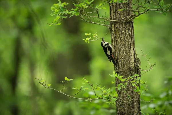 Dendrocopos Büyük Vahşi Doğa Çek Dili Ücretsiz Doğa Kuş Ağaç — Stok fotoğraf