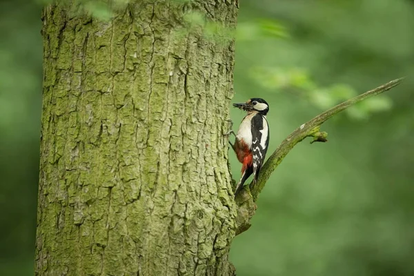 Dendrocopos Hlavní Divoké Přírody Češtiny Volné Přírodě Ptáka Stromě Krásný — Stock fotografie