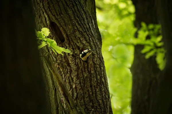 啄木鸟少校捷克的野生性质 自由的本性 鸟在树上 美丽的图画 从鸟类的生活 春天自然 扩大在欧洲 — 图库照片