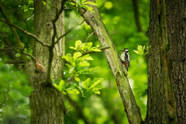 アカゲラ チェコの大自然自由な性質 木の上の鳥 美しい絵 鳥の生活 フォレスト 春の自然 ヨーロッパで展開 — ストック写真