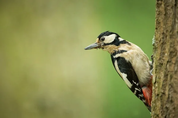 Dendrocopos Büyük Vahşi Doğa Çek Dili Ücretsiz Doğa Kuş Ağaç — Stok fotoğraf