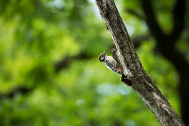 Dendrocopos büyük. Vahşi doğa Çek dili Ücretsiz doğa. Genç. Kuş ve ağaç üzerinde. Güzel resim. Kuş hayattan. Doğa. Orman. Bahar. Bahar doğa. Avrupa'da genişletilmiş.