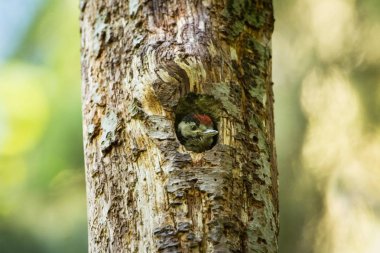Dendrocopos büyük. Vahşi doğa Çek dili Ücretsiz doğa. Genç. Kuş ve ağaç üzerinde. Güzel resim. Kuş hayattan. Doğa. Orman. Bahar. Bahar doğa. Avrupa'da genişletilmiş.