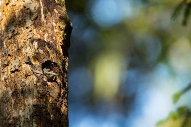Dendrocopos büyük. Vahşi doğa Çek dili Ücretsiz doğa. Genç. Kuş ve ağaç üzerinde. Güzel resim. Kuş hayattan. Doğa. Orman. Bahar. Bahar doğa. Avrupa'da genişletilmiş.