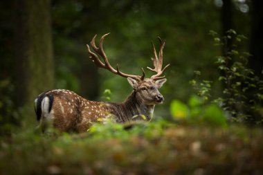 Dama dama. Fotoğraf Çek Cumhuriyeti'nde çekildi. Ücretsiz doğa. Güzel hayvan görüntüsü. Orman. Sonbahar renkleri.