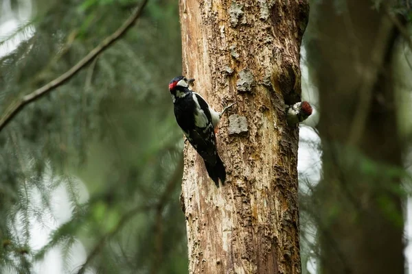 アカゲラ チェコの大自然自由な性質 木の上の鳥 美しい絵 鳥の生活 フォレスト 春の自然 ヨーロッパで展開 — ストック写真