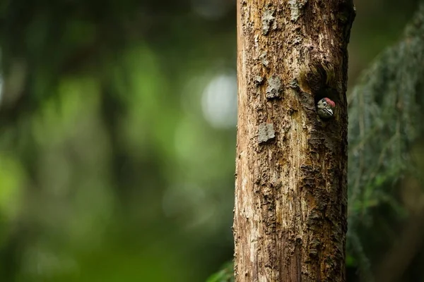 啄木鸟少校捷克的野生性质 自由的本性 鸟在树上 美丽的图画 从鸟类的生活 春天自然 扩大在欧洲 — 图库照片