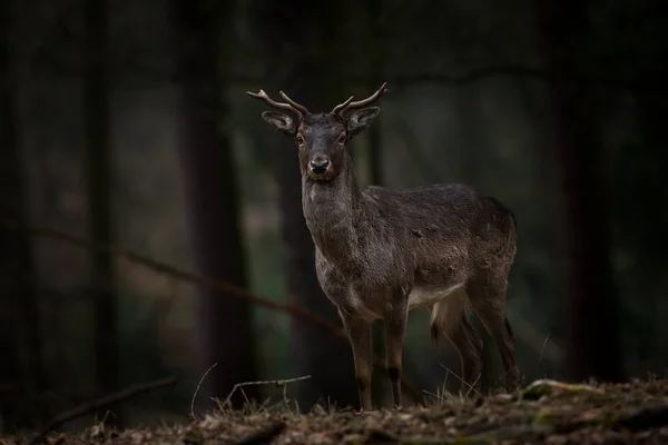 Dama Dama 写真は チェコ共和国で撮影されました 自由な性質 美しい動物の画像 フォレスト 秋の色 — ストック写真