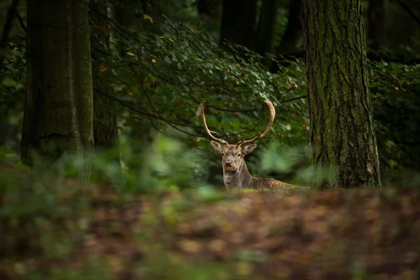 Dama Dama Foto Wurde Der Tschechischen Republik Aufgenommen Freie Natur — Stockfoto