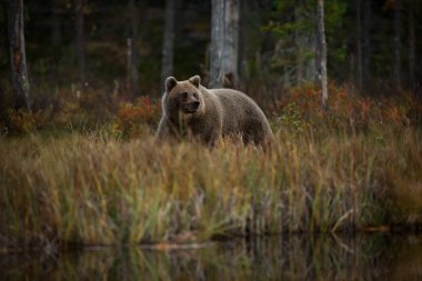 Ursus arctos. Boz ayı Avrupa'nın en büyük yırtıcı hayvan o. Avrupa, Asya ve Kuzey Amerika'da yaşıyor. Finlandiya'nın yaban hayatı. Finlandiya-Karelya içinde fotoğraflandı. Güzel resim. Ayılar hayattan. Finlandiya'nın sonbahar doğa.
