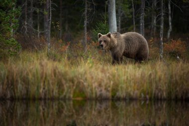 Ursus arctos. Boz ayı Avrupa'nın en büyük yırtıcı hayvan o. Avrupa, Asya ve Kuzey Amerika'da yaşıyor. Finlandiya'nın yaban hayatı. Finlandiya-Karelya içinde fotoğraflandı. Güzel resim. Ayılar hayattan. Finlandiya'nın sonbahar doğa.