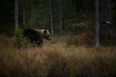 Ursus arctos. Boz ayı Avrupa'nın en büyük yırtıcı hayvan o. Avrupa, Asya ve Kuzey Amerika'da yaşıyor. Finlandiya'nın yaban hayatı. Finlandiya-Karelya içinde fotoğraflandı. Güzel resim. Ayılar hayattan. Finlandiya'nın sonbahar doğa.