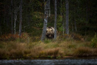 Ursus arctos. Boz ayı Avrupa'nın en büyük yırtıcı hayvan o. Avrupa, Asya ve Kuzey Amerika'da yaşıyor. Finlandiya'nın yaban hayatı. Finlandiya-Karelya içinde fotoğraflandı. Güzel resim. Ayılar hayattan. Finlandiya'nın sonbahar doğa.