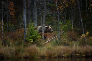 Ursus arctos. Boz ayı Avrupa'nın en büyük yırtıcı hayvan o. Avrupa, Asya ve Kuzey Amerika'da yaşıyor. Finlandiya'nın yaban hayatı. Finlandiya-Karelya içinde fotoğraflandı. Güzel resim. Ayılar hayattan. Finlandiya'nın sonbahar doğa.