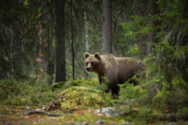 Ursus arctos. Boz ayı Avrupa'nın en büyük yırtıcı hayvan o. Avrupa, Asya ve Kuzey Amerika'da yaşıyor. Finlandiya'nın yaban hayatı. Finlandiya-Karelya içinde fotoğraflandı. Güzel resim. Ayılar hayattan. Finlandiya'nın sonbahar doğa.
