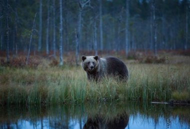 Ursus arctos. Boz ayı Avrupa'nın en büyük yırtıcı hayvan o. Avrupa, Asya ve Kuzey Amerika'da yaşıyor. Finlandiya'nın yaban hayatı. Finlandiya-Karelya içinde fotoğraflandı. Güzel resim. Ayılar hayattan. Finlandiya'nın sonbahar doğa.