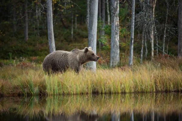 Ursus Arctos Бурый Медведь Является Крупнейшим Хищником Европе Живет Европе — стоковое фото