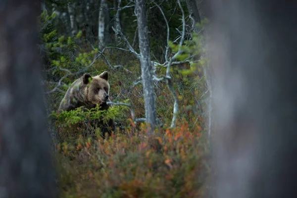 Ursus Arctos Καφέ Αρκούδα Είναι Μεγαλύτερο Αρπακτικό Της Ευρώπης Ζει — Φωτογραφία Αρχείου