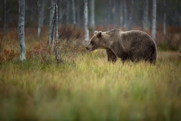 Ursus Arctos Urso Pardo Maior Predador Europa Vive Europa Ásia — Fotografia de Stock