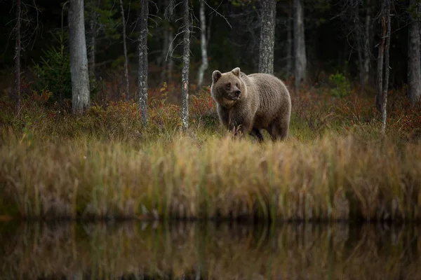 Урсус Arctos Бурий Ведмідь Найбільшим Хижаком Європі Він Живе Європі — стокове фото