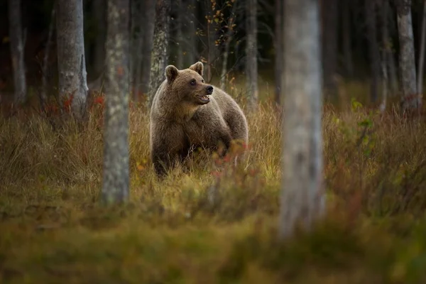 Ursus Arctos Бурый Медведь Является Крупнейшим Хищником Европе Живет Европе — стоковое фото