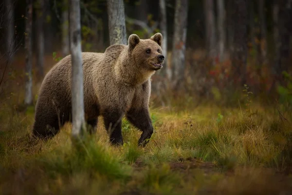 Ursus Arctos Бурый Медведь Является Крупнейшим Хищником Европе Живет Европе — стоковое фото