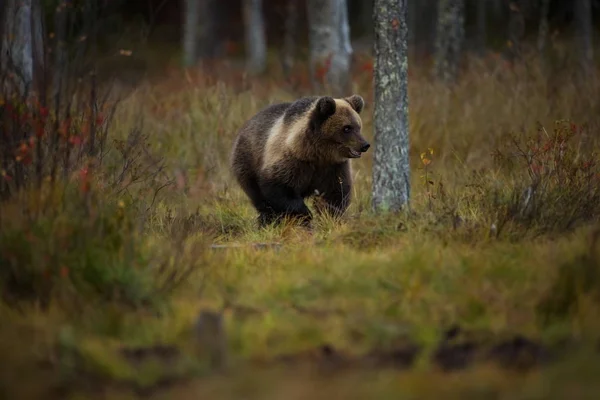 Ursus Arctos ヒグマはヨーロッパで最大の捕食者です 彼はヨーロッパ アジア 北アメリカに住んでいます フィンランドの野生動物 フィンランド カレリアで撮影 美しい絵 — ストック写真