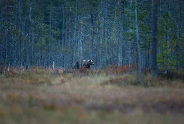 Ursus Arctos Den Brune Bjørn Det Største Rovdyr Europa Han - Stock-foto