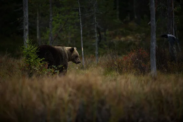 Ursus Arctos Den Brune Bjørn Det Største Rovdyr Europa Han - Stock-foto