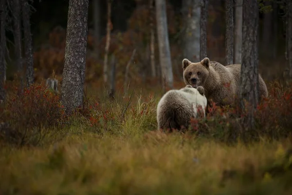 Ursus Arctos Urso Pardo Maior Predador Europa Vive Europa Ásia — Fotografia de Stock