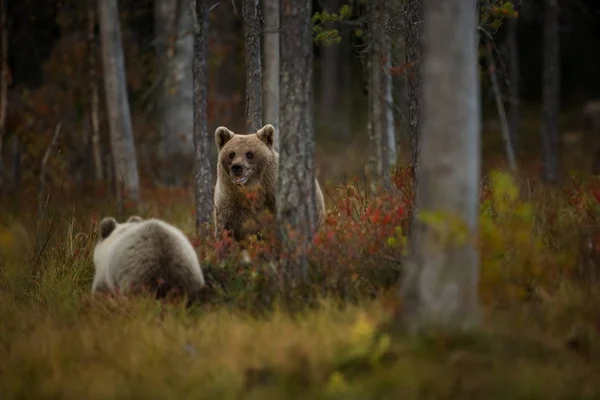 Ursus Arctos Brown Bear Largest Predator Europe Lives Europe Asia — Stock Photo, Image