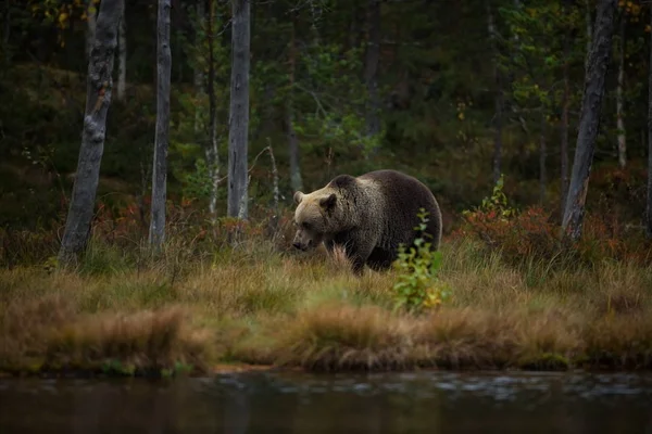 Ursus Arctos Бурый Медведь Является Крупнейшим Хищником Европе Живет Европе — стоковое фото