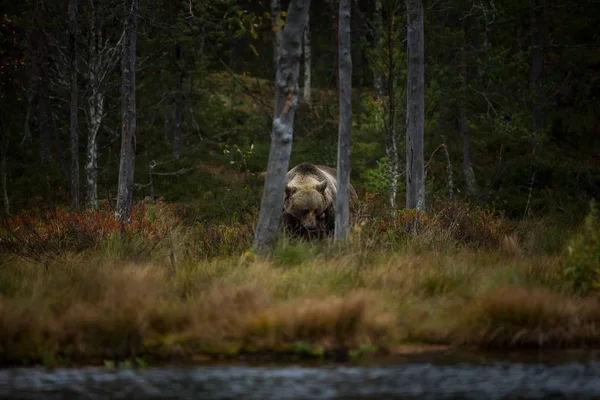 Ursus Arctos Бурый Медведь Является Крупнейшим Хищником Европе Живет Европе — стоковое фото