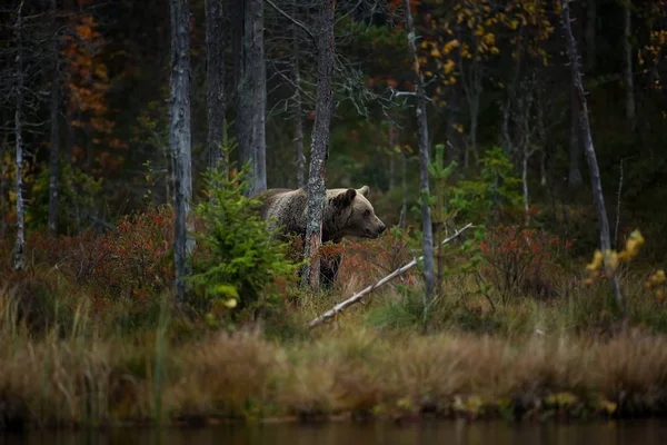 Ursus Arctos Den Brune Bjørn Det Største Rovdyr Europa Han - Stock-foto