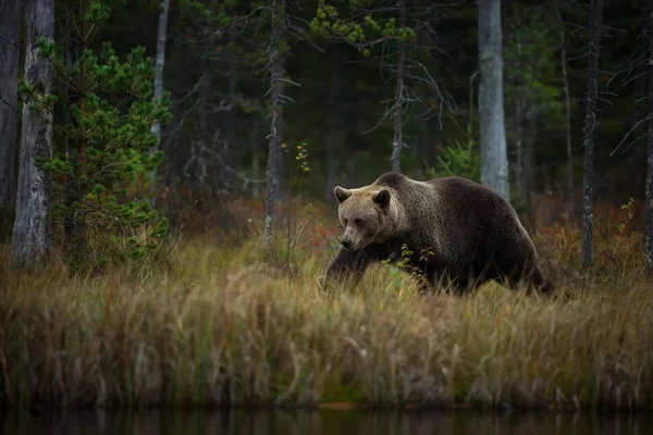 Ursus Arctos Barna Medve Legnagyobb Ragadozó Európában Európában Ázsiában Észak — Stock Fotó
