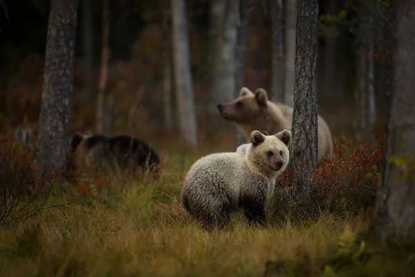 Ursus Arctos Barna Medve Legnagyobb Ragadozó Európában Európában Ázsiában Észak — Stock Fotó