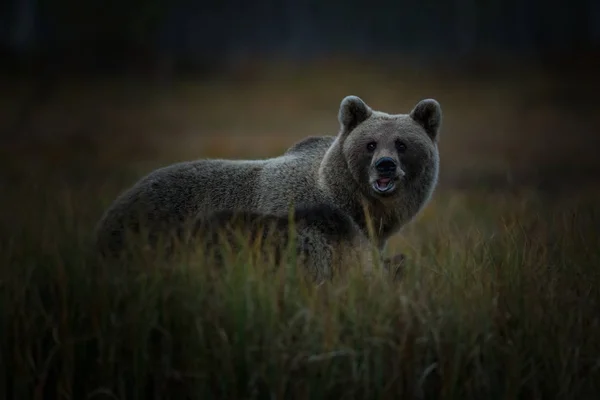 Ursus Arctos Бурый Медведь Является Крупнейшим Хищником Европе Живет Европе — стоковое фото