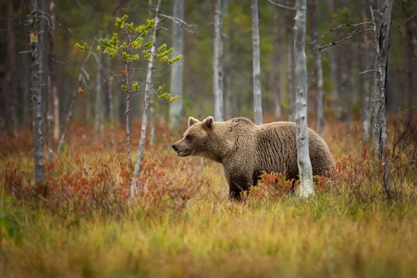 Ursus Arctos Urso Pardo Maior Predador Europa Vive Europa Ásia — Fotografia de Stock
