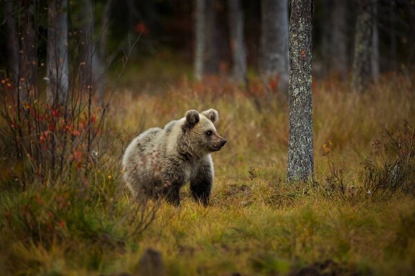 Ursus arctos. The brown bear is the largest predator in Europe. He lives in Europe, Asia and North America. Wildlife of Finland. Photographed in Finland-Karelia. Beautiful picture. From the life of the bears. Autumn nature of Finland.